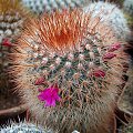 Mammillaria spinosissima