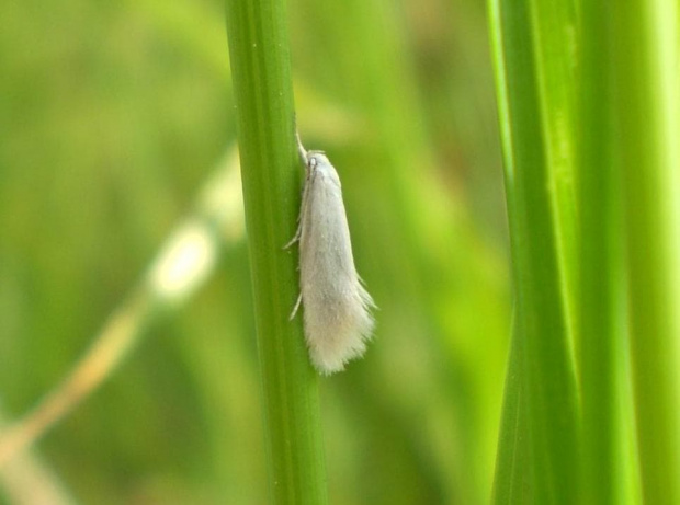 Elachista argentella ? Data : 24.05.2008. Miejscowość : Piaski Wielkopolskie .