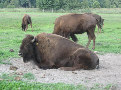 bizon #przyroda #zwierzeta #bizony