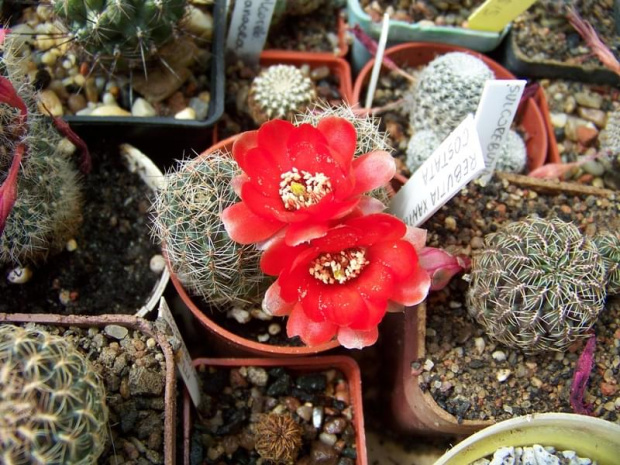 Rebutia