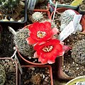 Rebutia