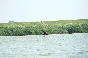 kormoran i leszcz na bytyniu #bytyń #leszcz #kormoran