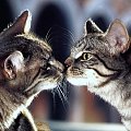 koty się całują #MJakMiłość #KJakKoty