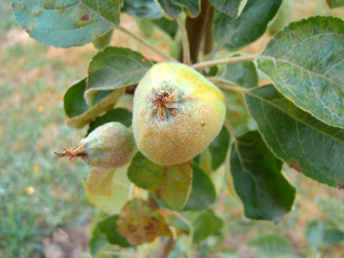 nasze 1 jabłka w sadzie owocowym. #jabłko #jabko #wyostrzone #sharpen #dokładność #piękno #cud #natura #sad #owoc #drzewko #wioska
