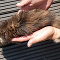 koteczka szylkretowa pręgowana - 15.06.2008 #Lukrecja #kociaki #kocięta #MarcoweMigdały