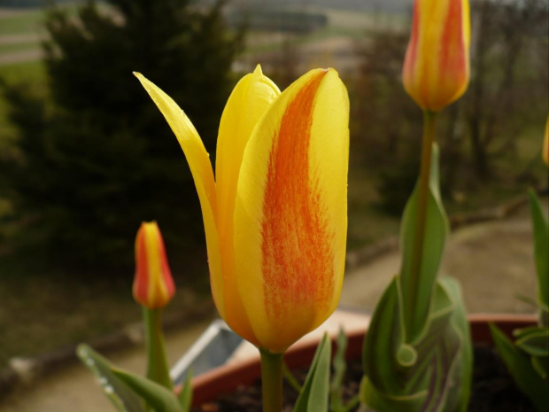 W czasie, gdy kwitną jeszcze tulipany
