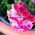 Kwiat Pelargonii 3 #cud #czerwien #dokładność #kwiat #natura #pelargonia #piękno #sad #sharpen #wioska #wyostrzone #zakwit