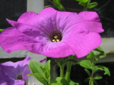 fioletowy kwiat #Kwiaty #kwiatek #ogród