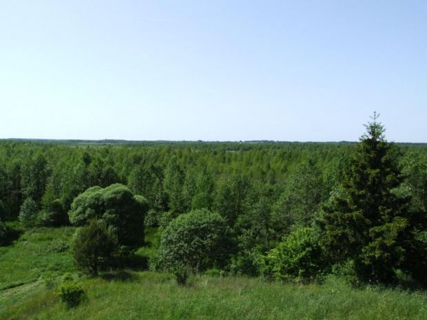 rzeka Biebrza i punkt widokowy na Biebrzański Park Narodowy. jak to opisał kol Siwy "zaj... morze zieleni"