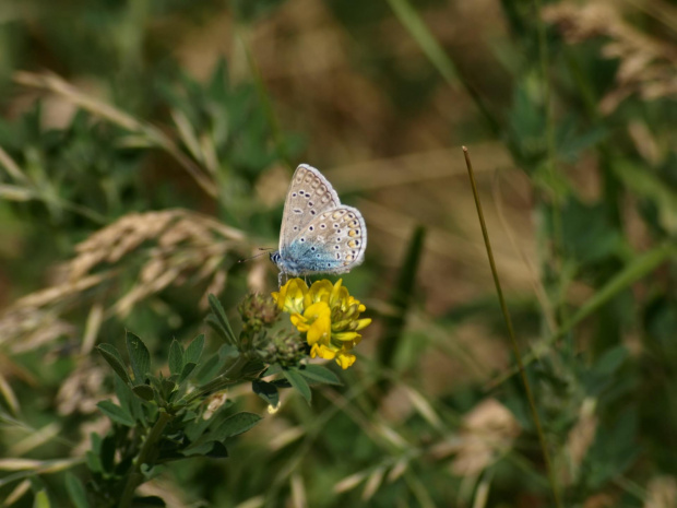 Modraszek ikar

Polyommatus icarus