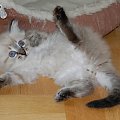 kocurek 7 tygodni- kolor seal tabby point