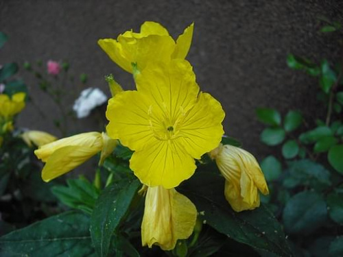 Żółty kwiat #kwiaty #kwiat #ŻółtyKwiat