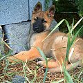 Mój nowy piesek rasowy jest to Owczarek Niemiecki #pies #piesek #szczeniak #rodowód #rasa #rasowy #OwczarekNiemiecki #mlody #dog #suczka