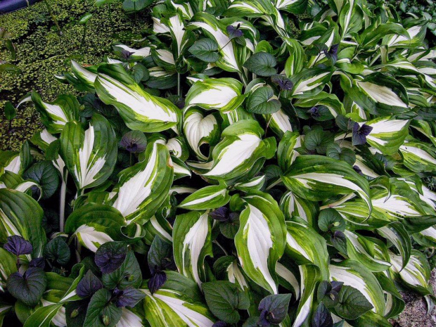 Funkia undulata - falista #byliny #hosta #ogrod #przyroda