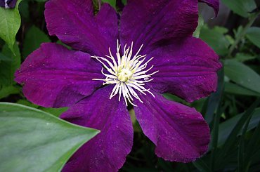 moje powojniki (clematis) #clematis #powojnik #ogrod #hobby #Toronto