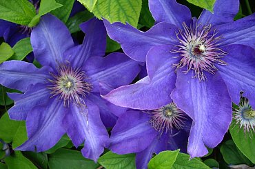 moje powojniki (clematis) #clematis #powojniki #ogrod #Czerwiec2008