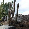 kaktusy:) #roślinki #egzotyczne #Kaktus #GranCanaria