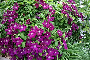 moje powojniki (clematis) #clematis #powojnik #ogrod #hobby #Toronto
