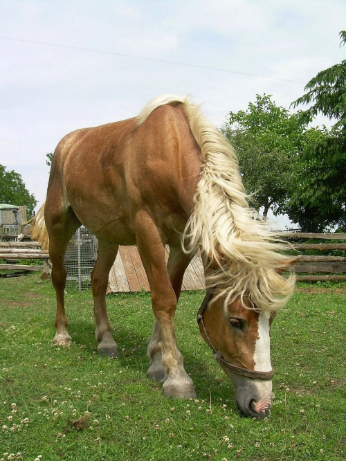 wiatr we włosach... :))) #koń #konie