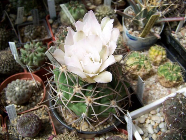 Gymnocalycium sp.