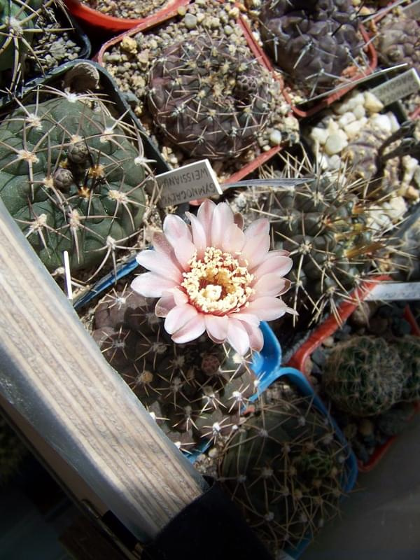 Gymnocalycium quechlianum