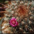 216.Mammillaria rhodantha ssp. pringlei