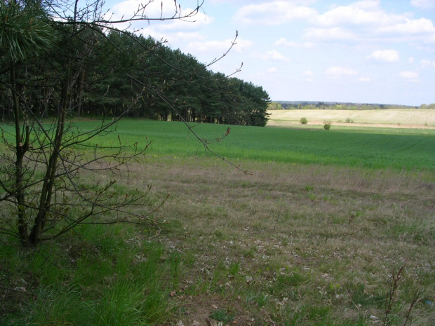 taki lasek bedziemy mieli koło domku