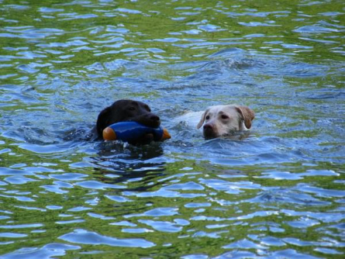 Hexa i Neska #Labrador