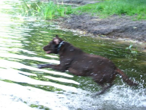 Hexa i Neska #Labrador