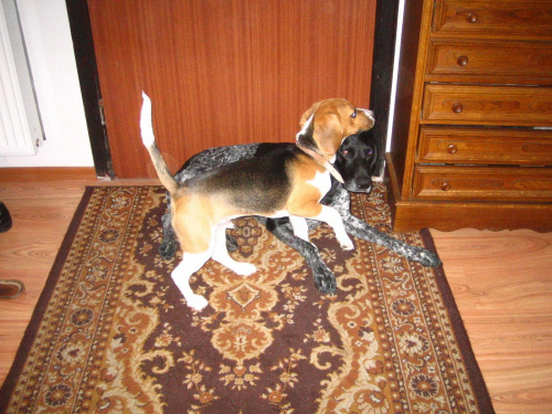 #beagle #szczeniak #pies