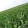 Pole kukurydzy #kukurydza #pole #gorzów