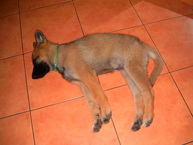 Śpiący owczarek Niemiecki. #dog #owczarek #pies #piesek #pozycja #rasa #rasowy #Smieszne #spanie #suka