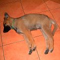 Śpiący owczarek Niemiecki. #dog #owczarek #pies #piesek #pozycja #rasa #rasowy #Smieszne #spanie #suka