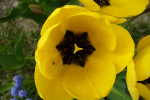 Tulipan #roślina #las #ogród #kwiaty #botanika #przyroda
