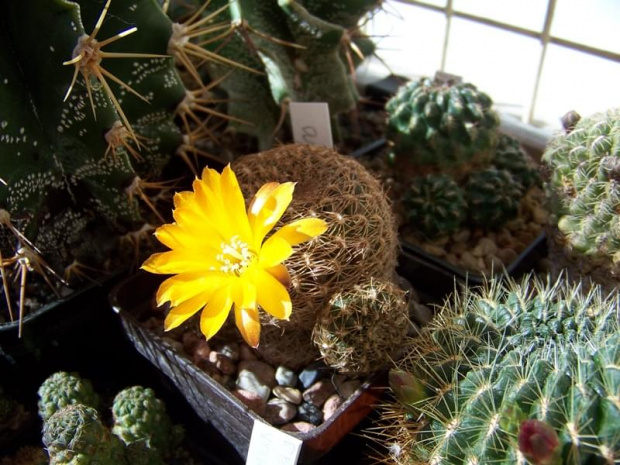 Sulcorebutia