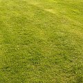 Uwielbiam taką trawe #bornholm #dania #trawa #natura