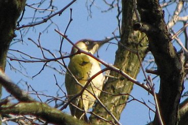 Dzięcioł zielony #dzięcioł