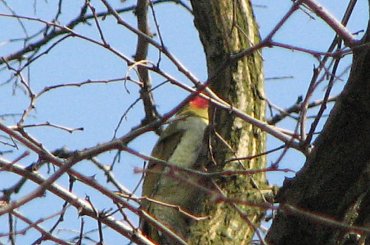 Dzięcioł zielony #dzięcioł