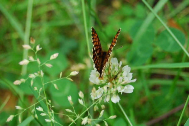 #owady #motyl