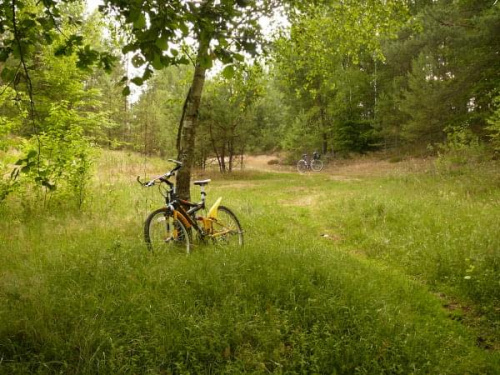 Rower do podróży, wspaniały #las #odpoczynek #rower