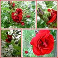 Z mojej ogromnej kolekcji róż kilka... #róże #WOgrodzie #piękno