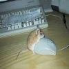 mysz z myszką :-D