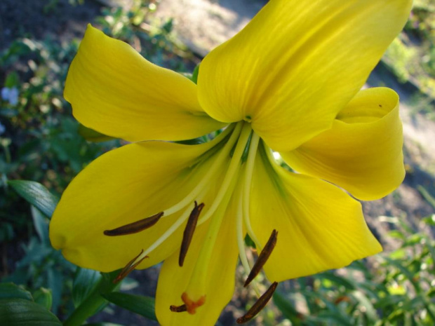 Lilie #kwiaty #ogród
