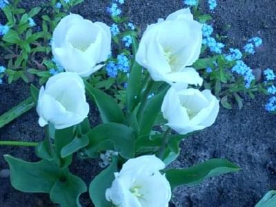 tulipany #TulipanyKwiatyWiosna