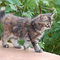 Zdjęcia koteczki syberyjskiej- Limonki - 8 i 9 tygodni