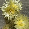 Notocactus leninghausii