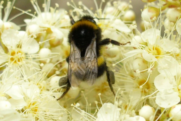 Trzmiel #pszczoła #zwierzętta #owady #natura #miód #trzmiel