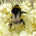 Trzmiel #pszczoła #zwierzętta #owady #natura #miód #trzmiel