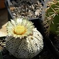 Astrophytum asterias cv supercabuto