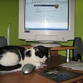 Komputerowiec #komputer #kot #koty